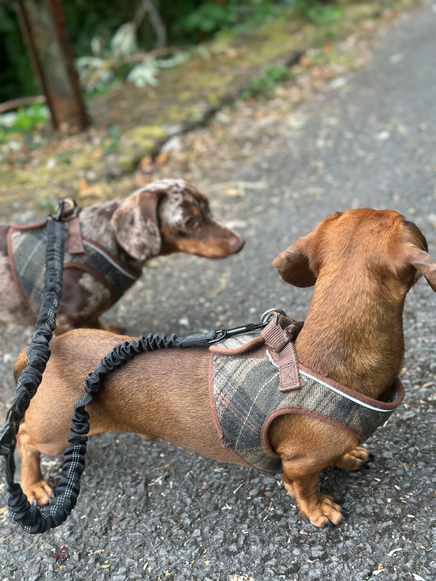 Two dachshunds in tweed harnesses on a lead during a countryside walk