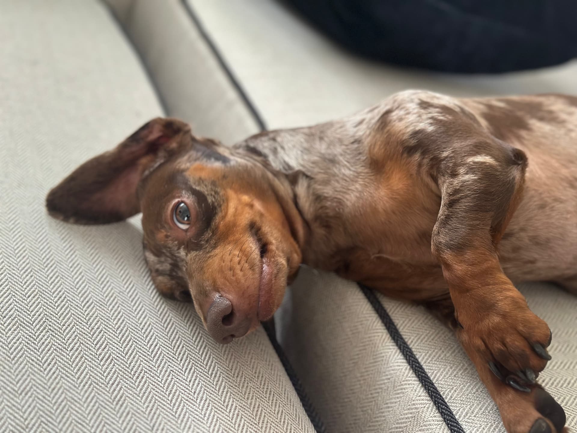 A dapple dachshund stretched upside down on the sofa