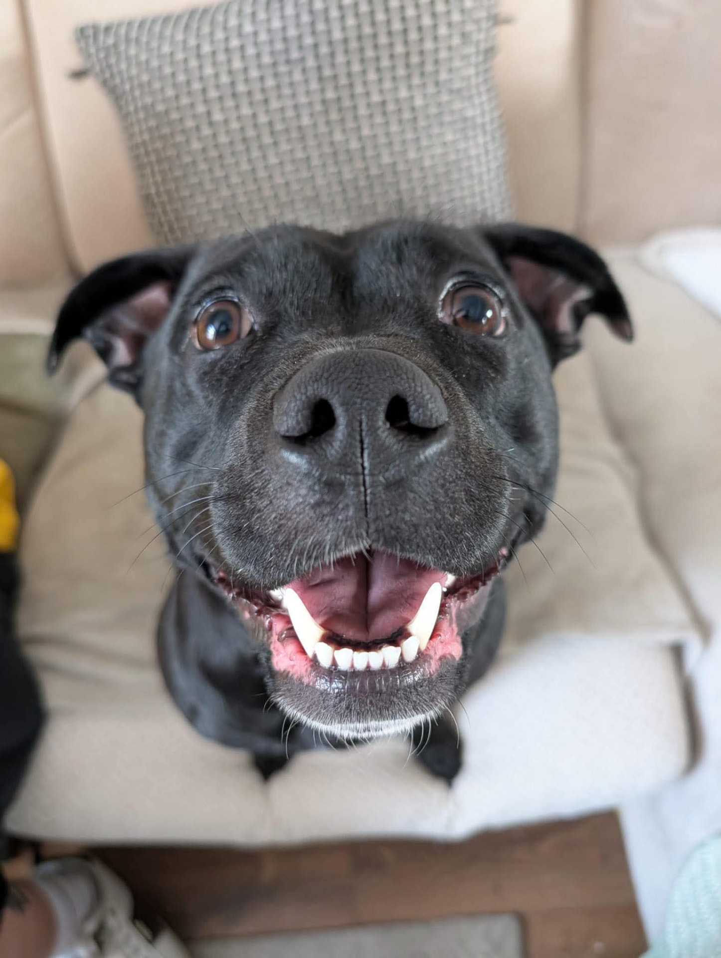 A black Staffordshire bull terrier smiling on the sofa during a home visit