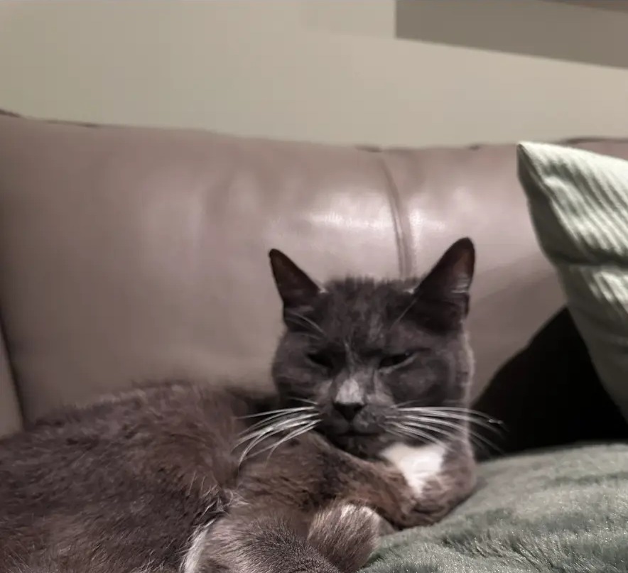 A relaxed grey cat with white paws stretched out on a soft blanket