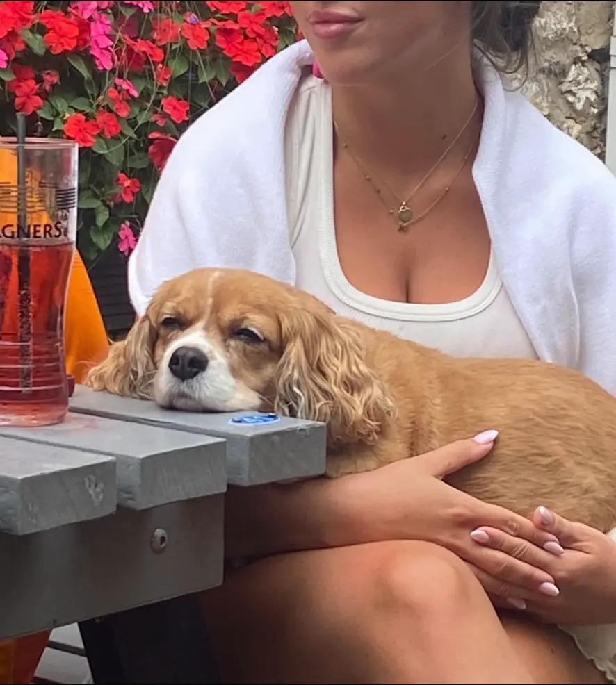 A Cavalier King Charles Spaniel resting on a pub table after a long walk