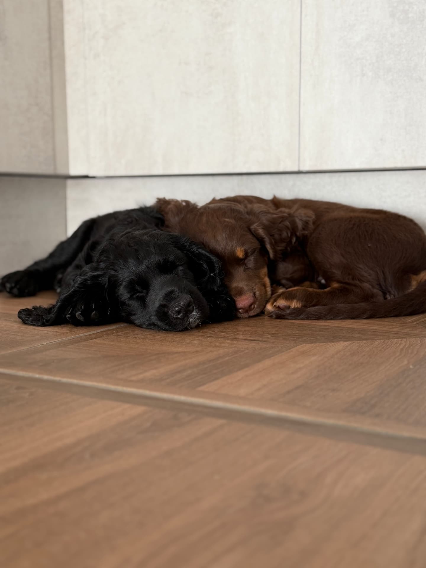 Two cockapoos curled up asleep together on the kitchen floor