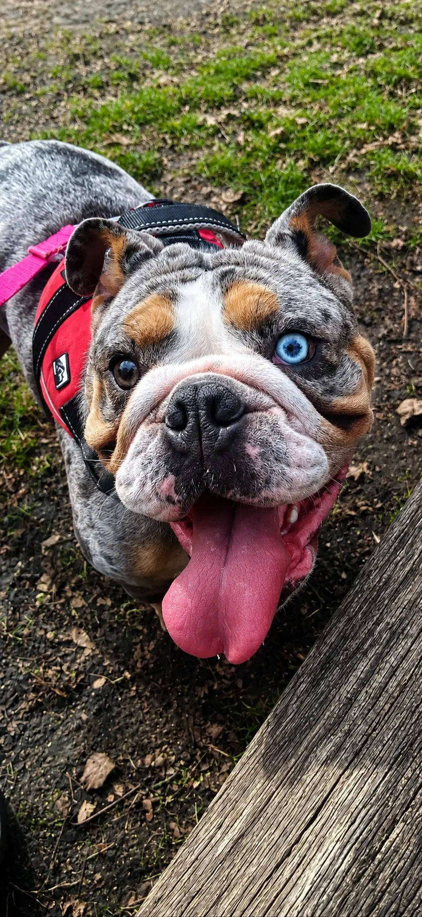 A merle bulldog with one blue eye grinning up at the camera in the park