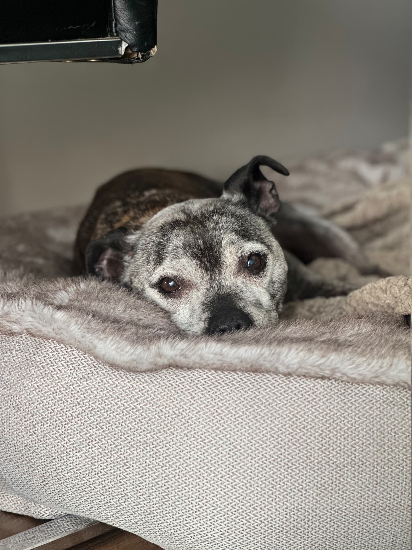 A greying senior staffy snoozing on a soft blanket at home