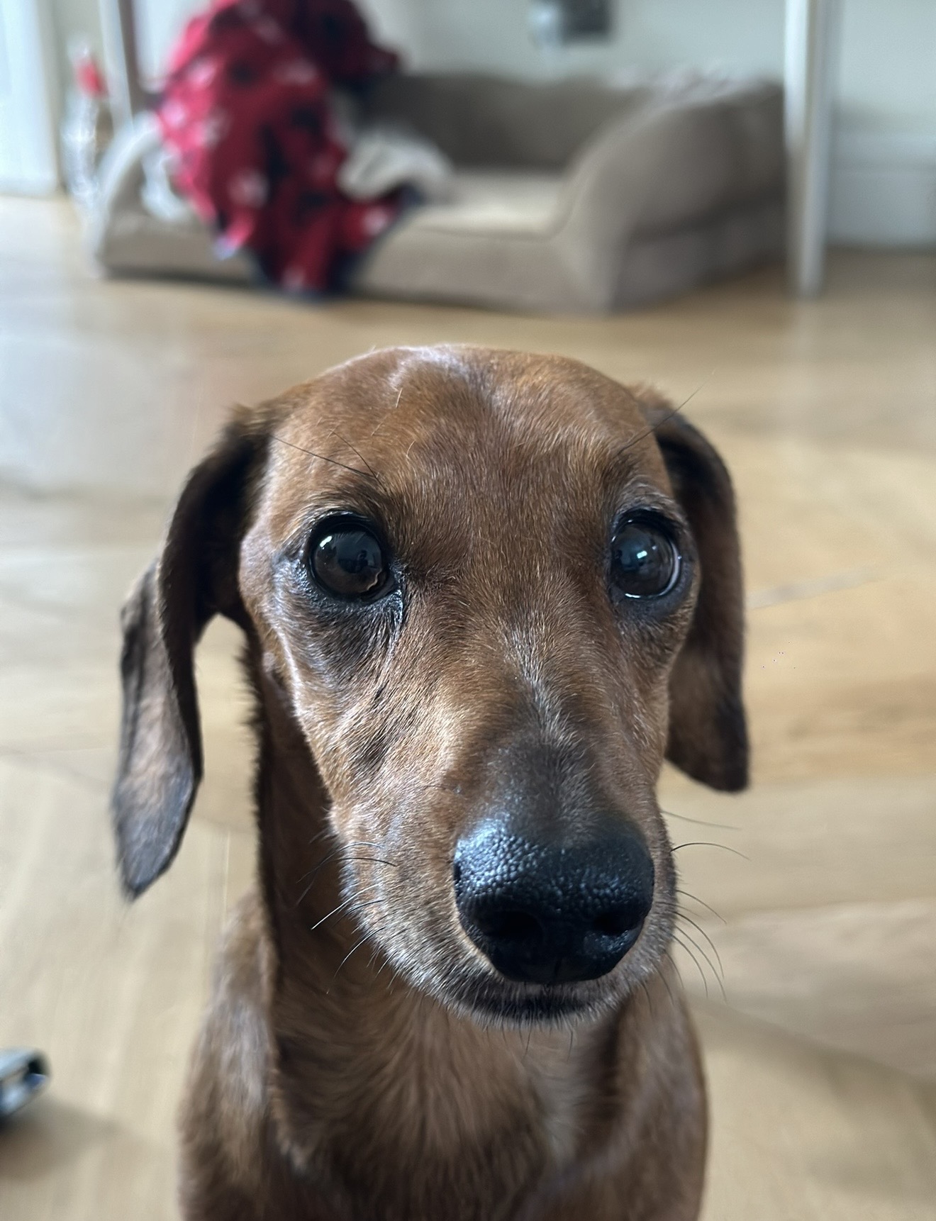 A smooth-haired dachshund looking up hopefully during a home visit