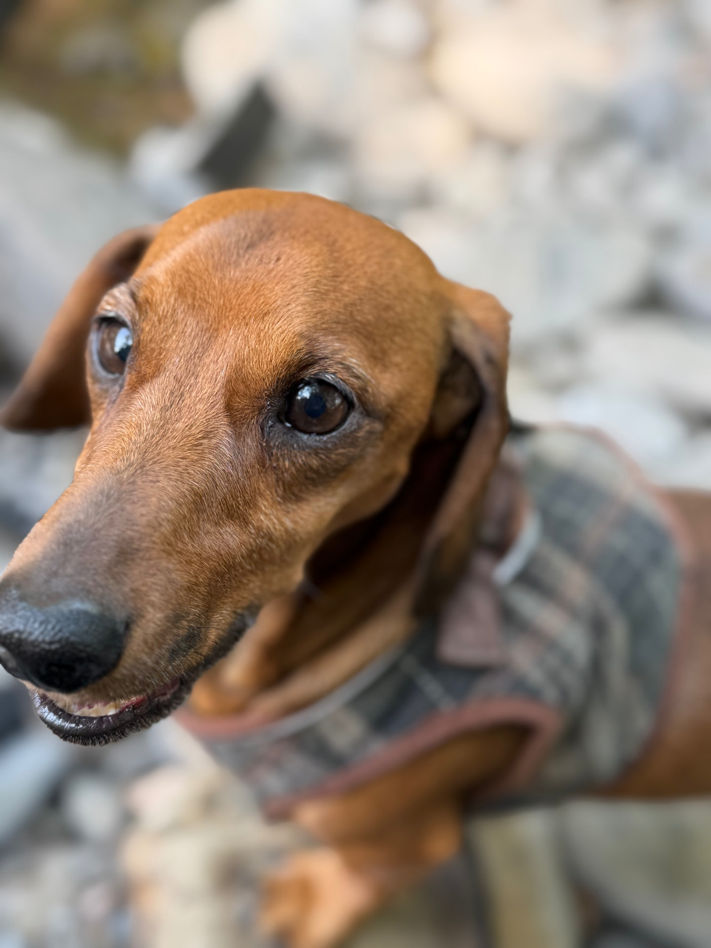 A dachshund in a tweed coat looking up during a countryside walk