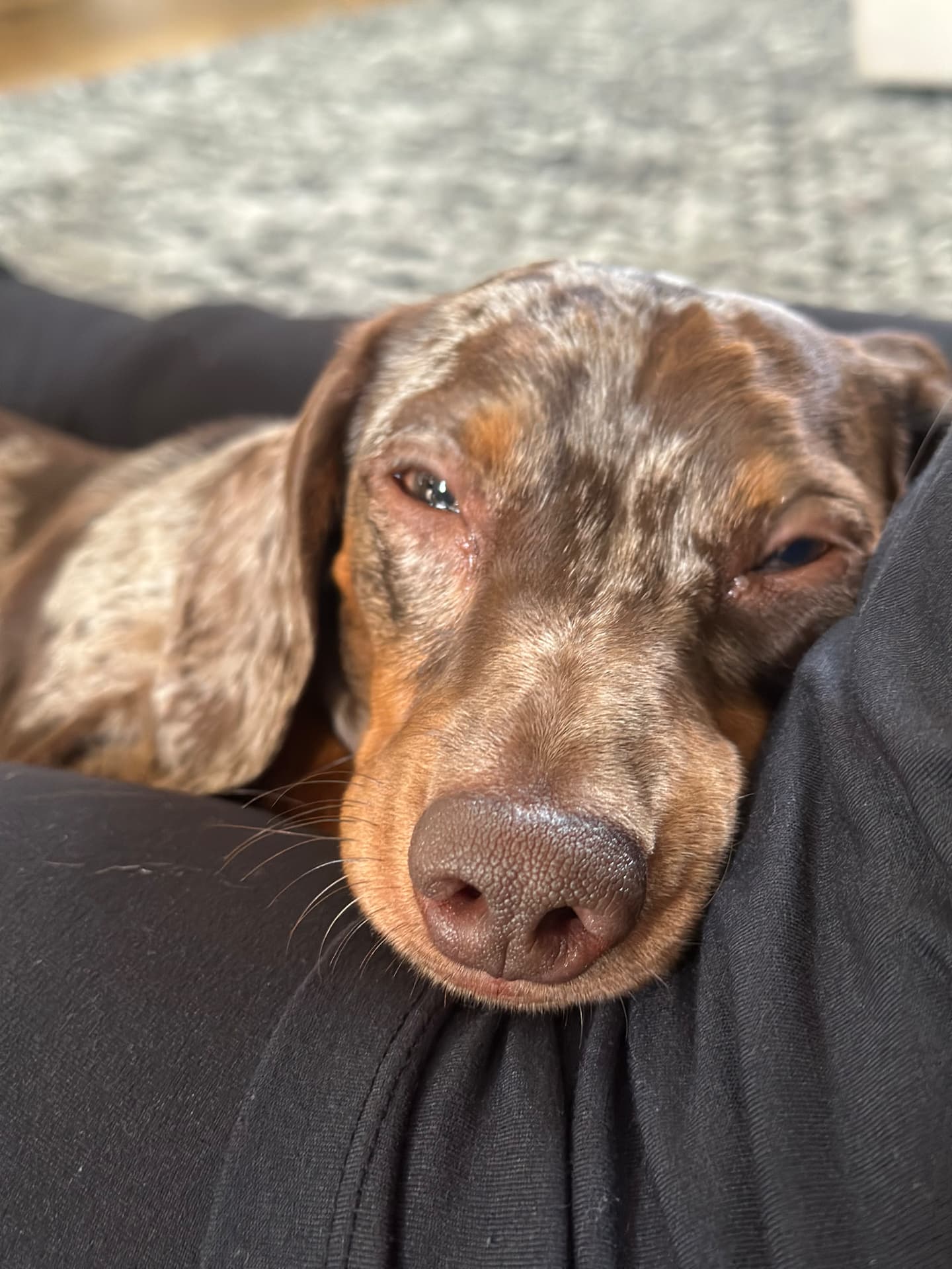 A dapple dachshund dozing in a sunny spot on its bed