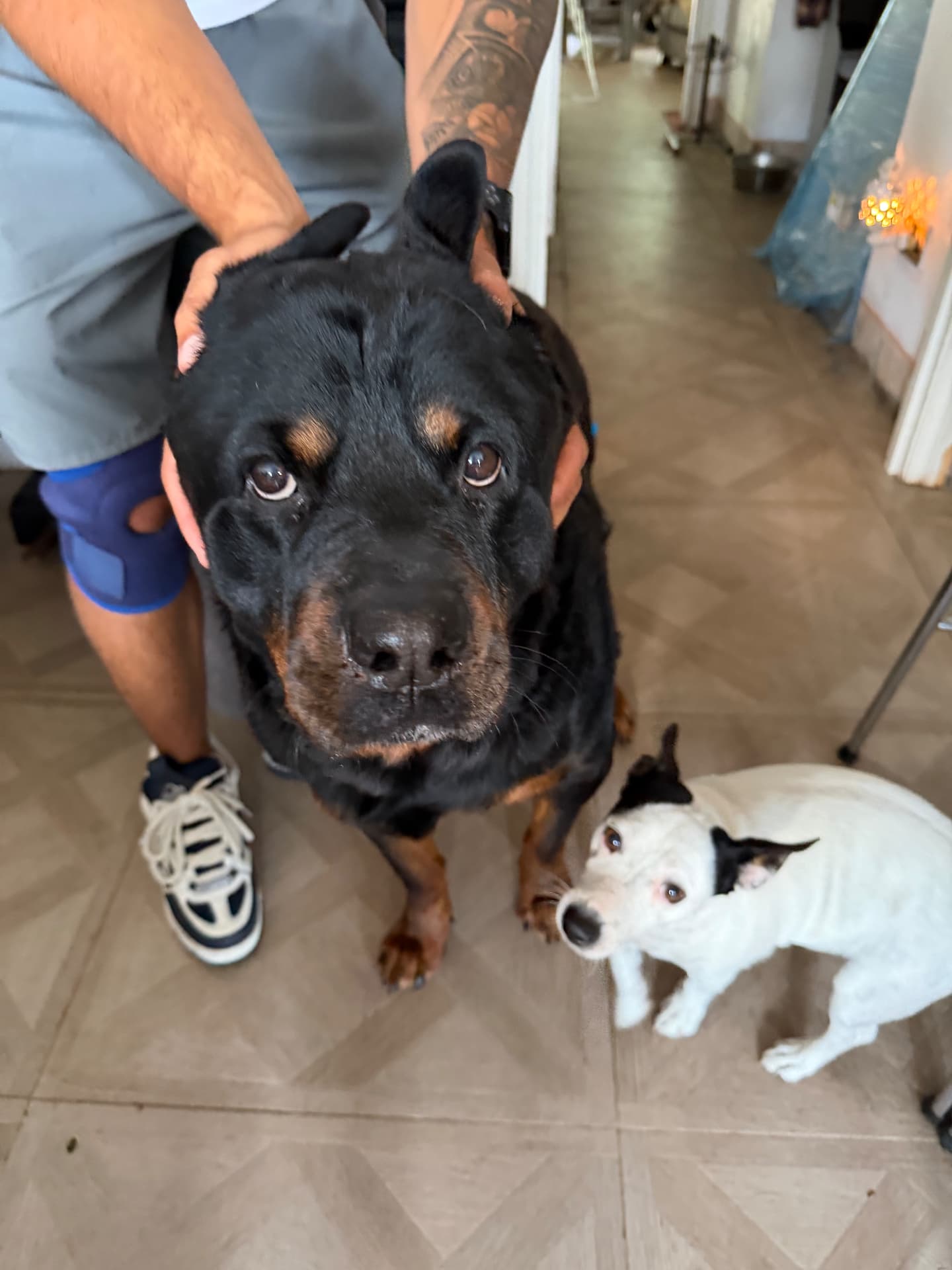 A rottweiler and a little white terrier waiting side by side indoors