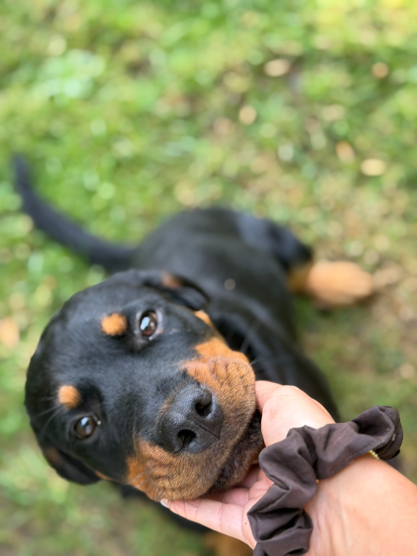 A young rottweiler rolling in the grass, getting a chin scratch